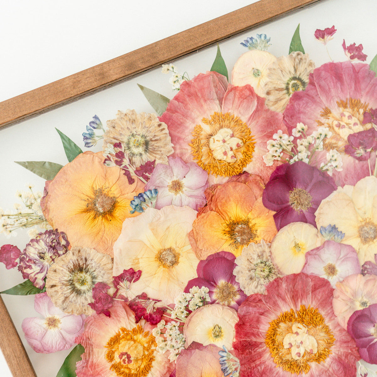 Poppy Boxeuse Shadow Boxes – White Poppy Preservation